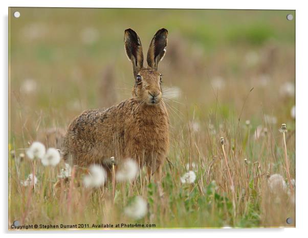 Brown Hare Acrylic by Stephen Durrant