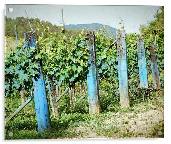 Vineyard in Umbria Acrylic by Gabriele Rossetti