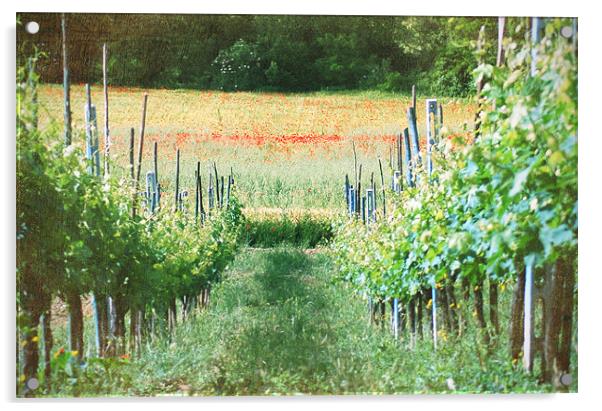 Vineyard in Umbria II Acrylic by Gabriele Rossetti