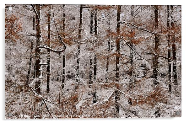Winter Larch Acrylic by Creative Photography Wales