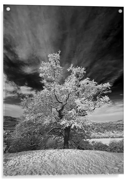 Snowy Tree Acrylic by Creative Photography Wales