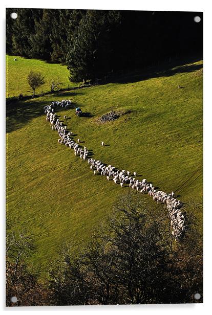 Herding sheep Acrylic by Creative Photography Wales
