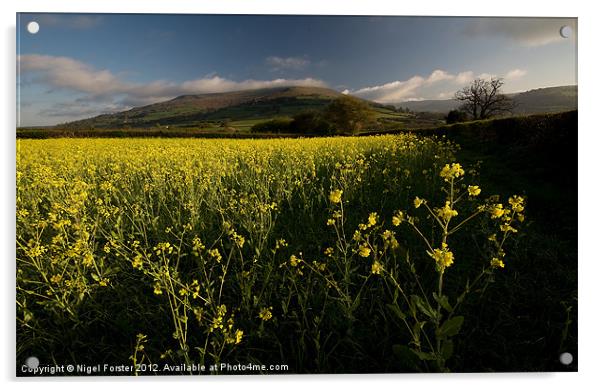 Oil seed rape, Table Mountain Acrylic by Creative Photography Wales