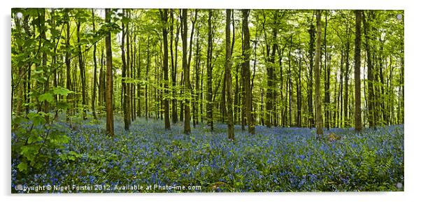Lanbedr Bluebell wood Acrylic by Creative Photography Wales