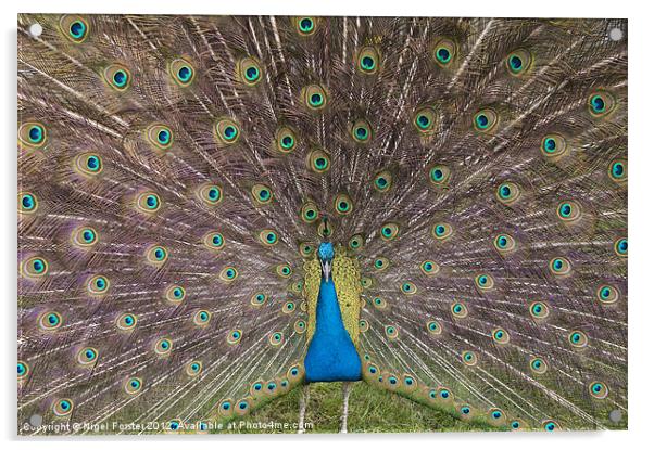 Peacock Acrylic by Creative Photography Wales