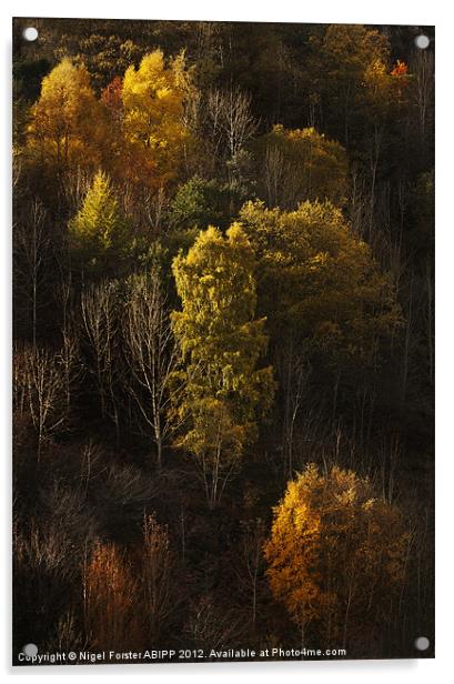 Autumn trees Acrylic by Creative Photography Wales