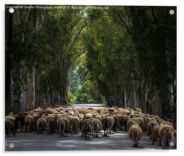 Herding Sheep in Crete Acrylic by Creative Photography Wales