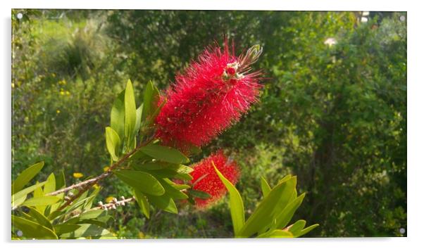 Red bottle brush Acrylic by Raymond Partlett