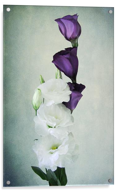 Lisianthus (Eustoma) Acrylic by Debra Kelday