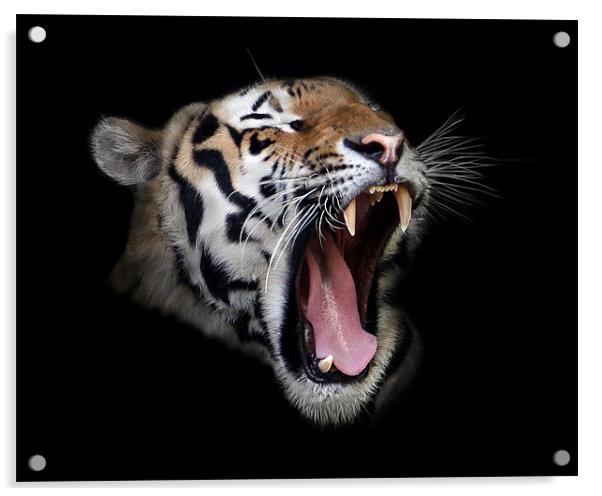 Roaring Tiger Acrylic by Debra Kelday