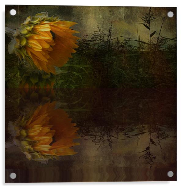 Sunflower Summer Acrylic by Debra Kelday