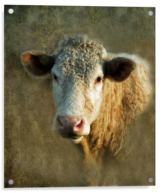 Young Bull Acrylic by Debra Kelday
