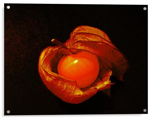 Phasalis (Cape gooseberry) Acrylic by Debra Kelday