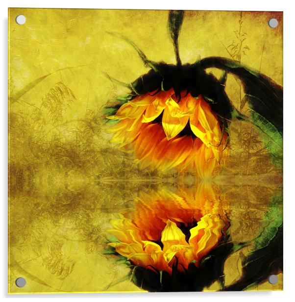(Sunflower)- A Reflection of a Summer Day 2 Acrylic by Debra Kelday