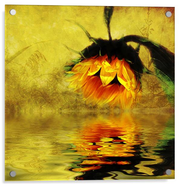 Sunflower Reflection of a Summer Day (3) Acrylic by Debra Kelday