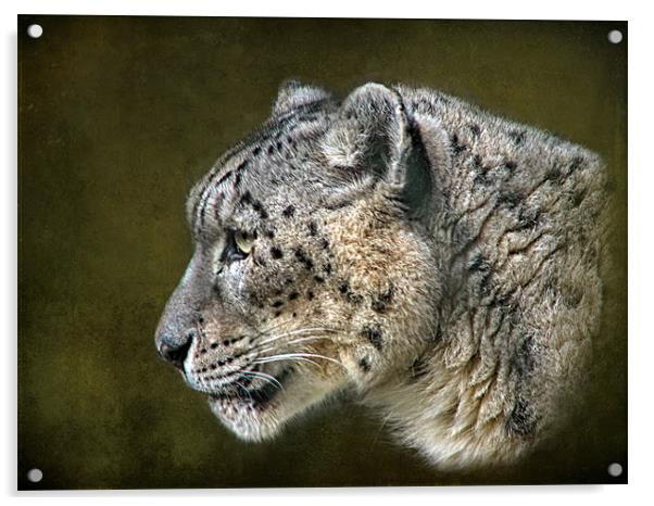 Snow Leopard.. Acrylic by Debra Kelday