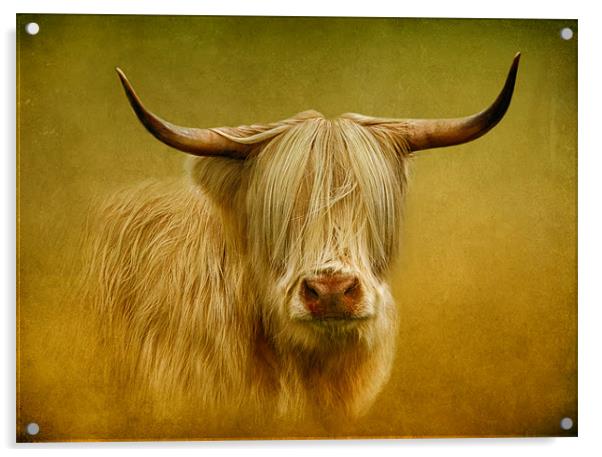Highland Cow Acrylic by Debra Kelday