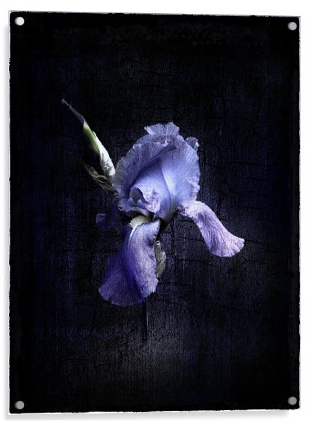 Iris Acrylic by Debra Kelday