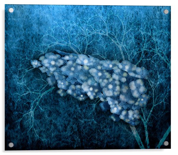 Hydrangea Acrylic by Debra Kelday