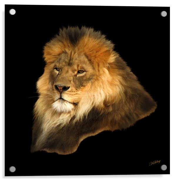 Lion Acrylic by Debra Kelday