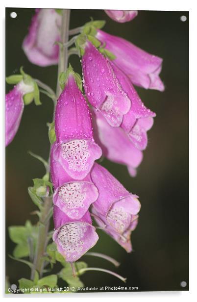 Morning dew on Foxglove Acrylic by Nigel Barrett Canvas