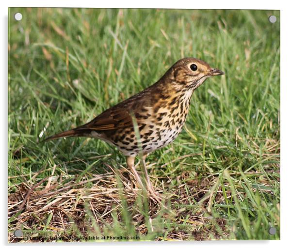 Meadow Pipit Acrylic by Nigel Barrett Canvas