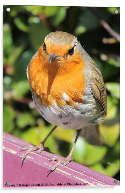 Robin Sitting Pretty Acrylic by Nigel Barrett Canvas