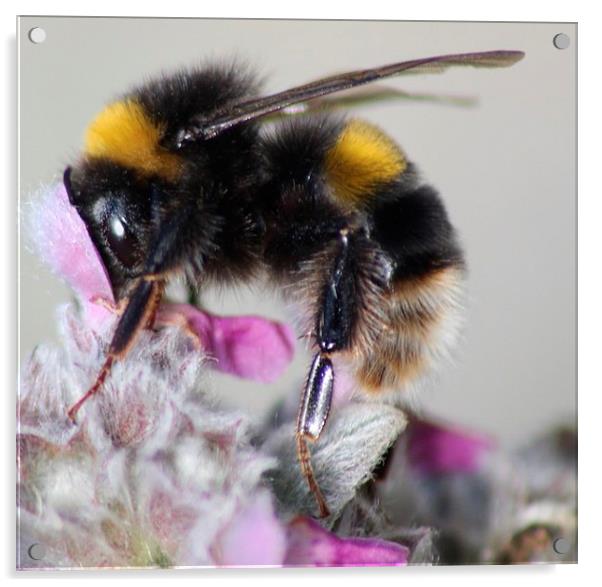 Bees Knees Acrylic by Nigel Barrett Canvas