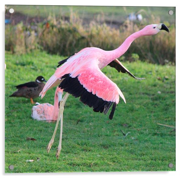 Greater Flamingo (Phoenicopterus roseus) Acrylic by Nigel Barrett Canvas