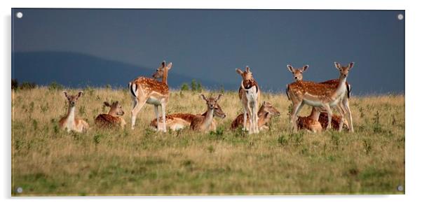 Standing Guard Roe Deer Acrylic by Nigel Barrett Canvas