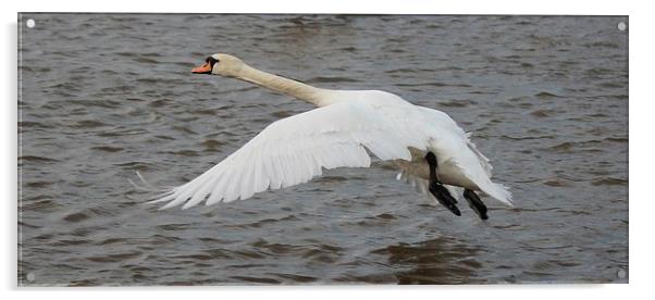 Flying Mute Swan Acrylic by Nigel Barrett Canvas