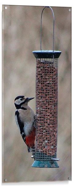 Great Spotted Woodpecker Acrylic by Nigel Barrett Canvas
