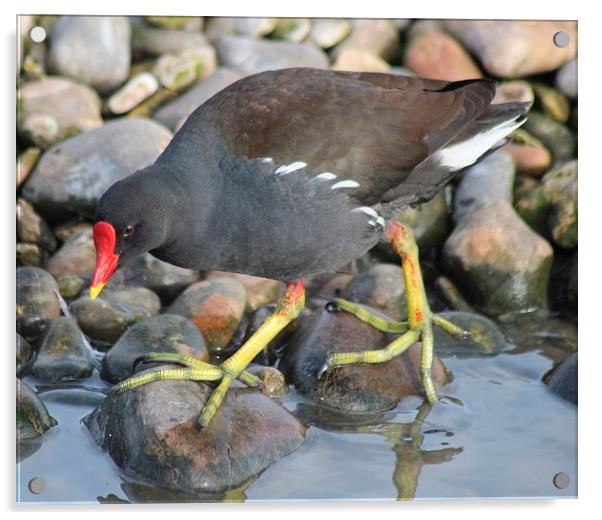 Moorhen Acrylic by Nigel Barrett Canvas