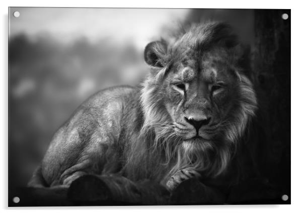 Asiatic Lion - Sleepy Head Acrylic by Celtic Origins