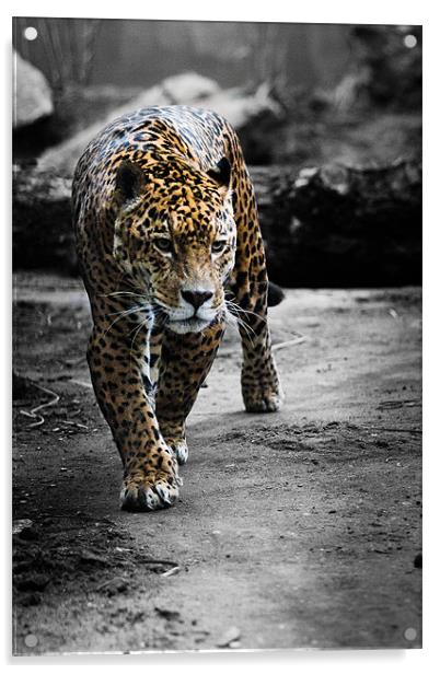 Jaguar on the Hunt Acrylic by Celtic Origins