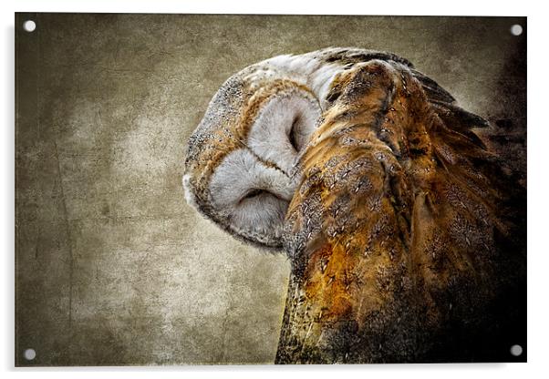 Barn Owl Acrylic by Celtic Origins
