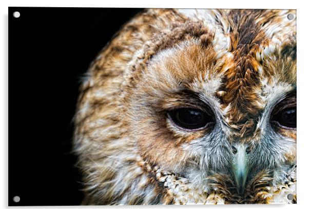 Portrait of a Tawny Owl Acrylic by Celtic Origins