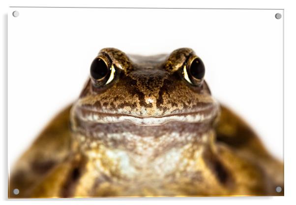 Portrait of the Common Frog Acrylic by Celtic Origins