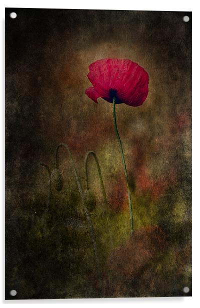 Poppy Shining through the Dark Acrylic by Celtic Origins