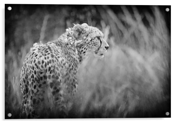 Asiatic Cheetah before the Hunt. Acrylic by Celtic Origins