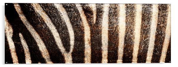 Grevy's Zebra Print Acrylic by Celtic Origins