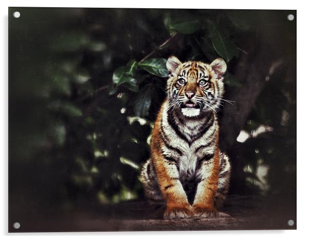 Tiger Cub - lone Cub Waiting Acrylic by Celtic Origins