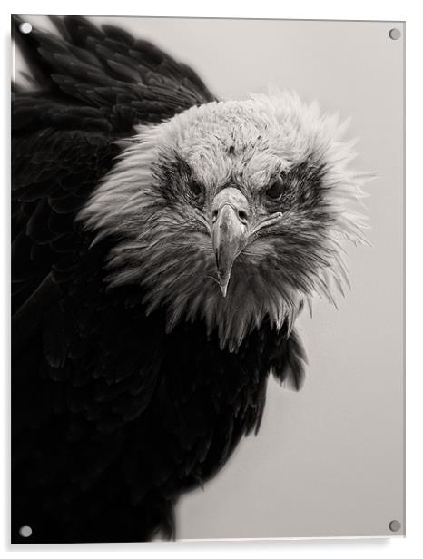 Bald Eagle Acrylic by Celtic Origins