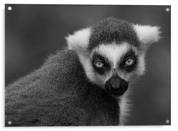 Ring-Tailed Lemur Acrylic by Celtic Origins