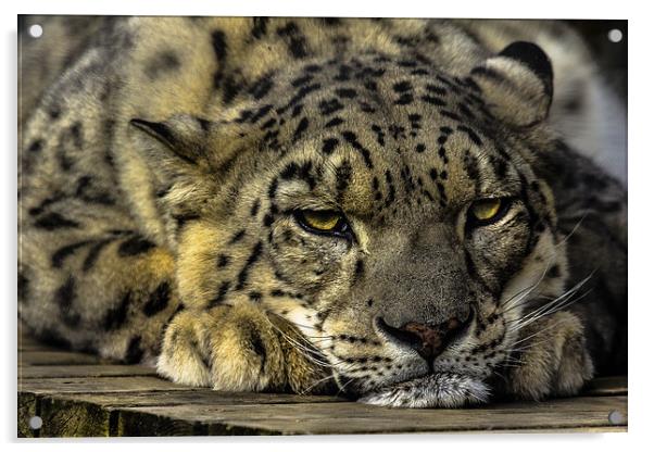 Snow Leopard - Not Getting Up. Acrylic by Celtic Origins