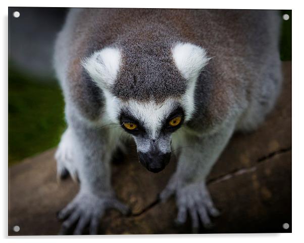 Ring-Tailed Lemur Acrylic by Celtic Origins