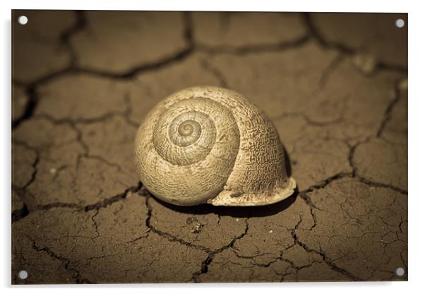Abandoned Snail Shell Acrylic by Paul Shears Photogr