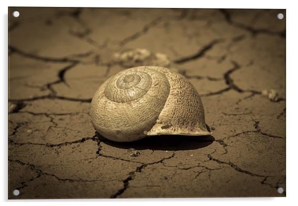 Abandoned Snail Shell II Acrylic by Paul Shears Photogr