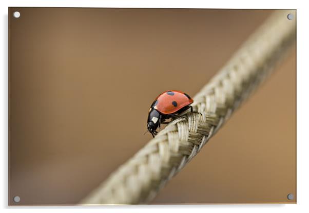 Walking The Line II Acrylic by Paul Shears Photogr