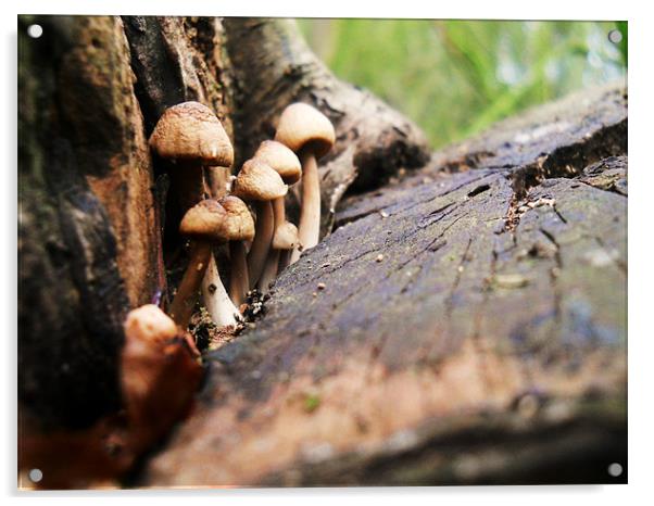 Mushrooms Acrylic by Kirsty Bird